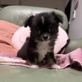 チワワ(ロング)