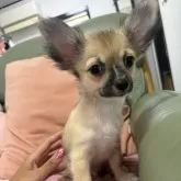 チワワ(ロング)