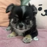 チワワ(ロング)【大阪府・女の子・2025年9月9日・トライ】の写真1