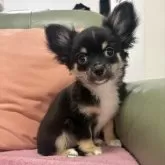 チワワ(ロング)