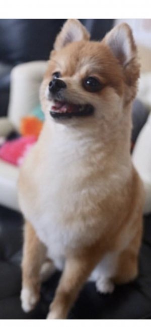 亜夢ちゃん、ｻﾏｰｶｯﾄ♡｜太田　加織(おおた　かおり)ブリーダー(三重県・トイプードル・JKC登録)の紹介写真5