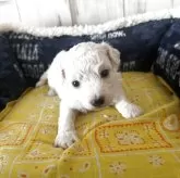 ビションフリーゼ