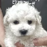 ビションフリーゼ