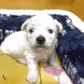 ビションフリーゼ