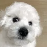 ビションフリーゼ