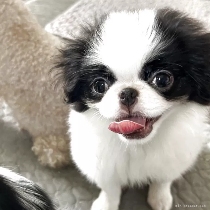 H.Ｉ 様のお迎えした子犬