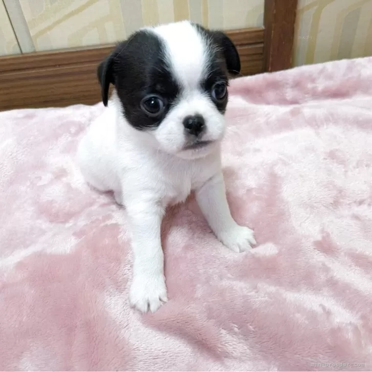 ID:2504-06298の子犬