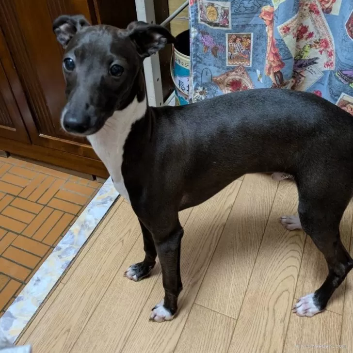 ID：2502-04256の子犬