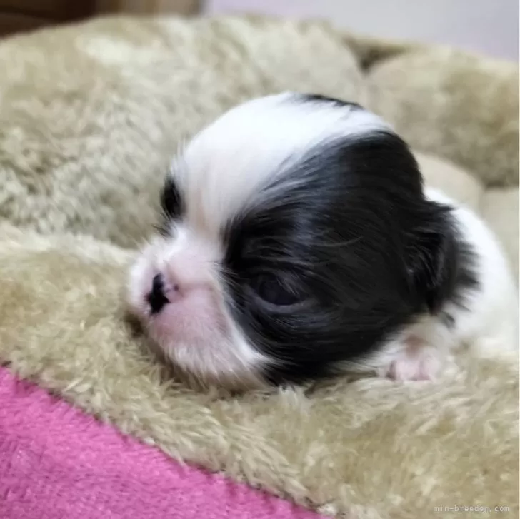 ID:2502-01457の子犬