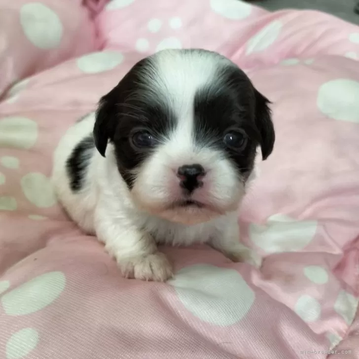 ミックス(チワワ×狆(チン))【宮城県・女の子・2025年1月6日・白黒】の写真1