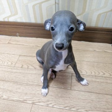 イタリアングレーハウンド【宮城県・男の子・2025年7月1日・ブルー&ホワイト】の写真「眼が開きました♪これから画像を更新していきます。」