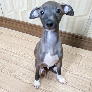 イタリアングレーハウンド【宮城県・男の子・2025年7月1日・シール&ホワイト】の写真「眼が開きました♪これから画像を更新していきます。」