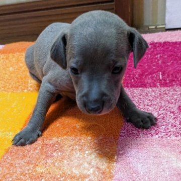 イタリアングレーハウンド【宮城県・男の子・2025年10月23日・ブルー&ホワイト】の写真「眼が開きました♪これから画像を更新していきます。」