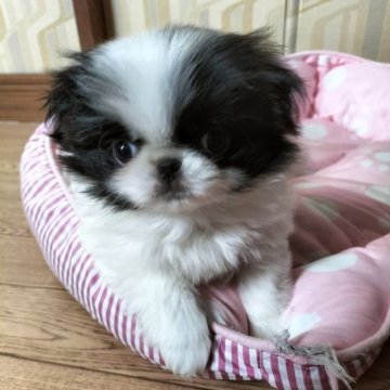 狆(チン)【宮城県・女の子・2024年10月8日・白黒】の写真「眼が開きました♪これから画像を更新していきます。」