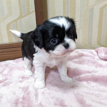 ミックス(キャバリア×狆(チン))【宮城県・女の子・2025年4月5日・黒白】の写真「眼が開きました♪これから画像を更新していきます。」