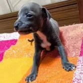 イタリアングレーハウンド