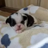 狆(チン)