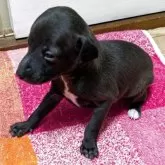 イタリアングレーハウンド