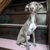 イタリアングレーハウンド