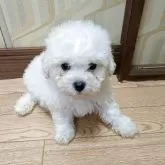 ボロニーズ