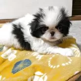 狆(チン)