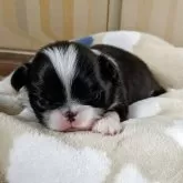 狆(チン)