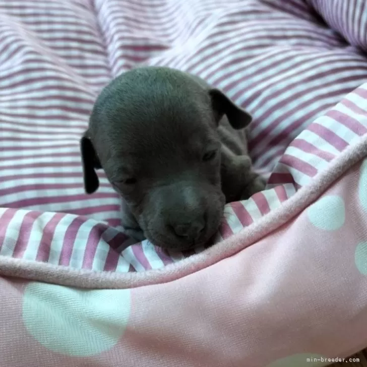 ID:2410-05295の子犬