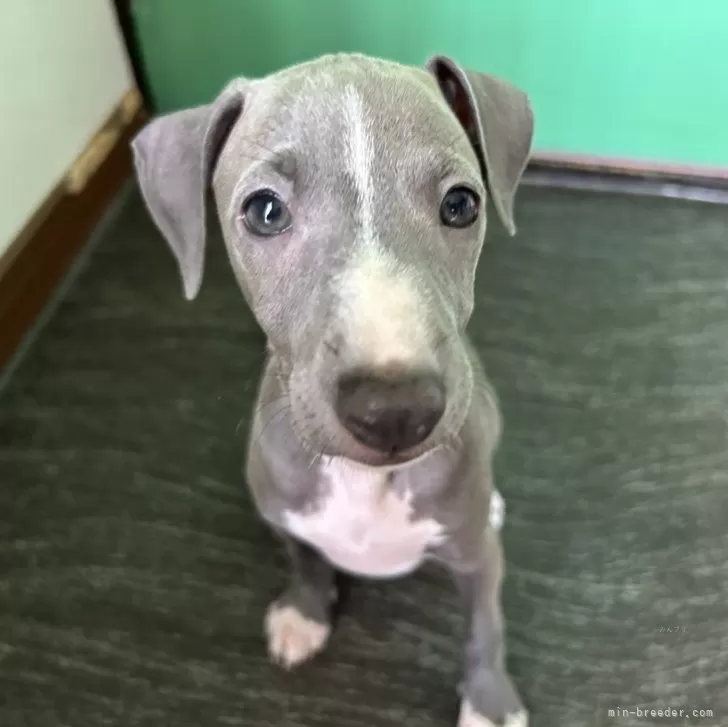 ID：2409-03852の子犬