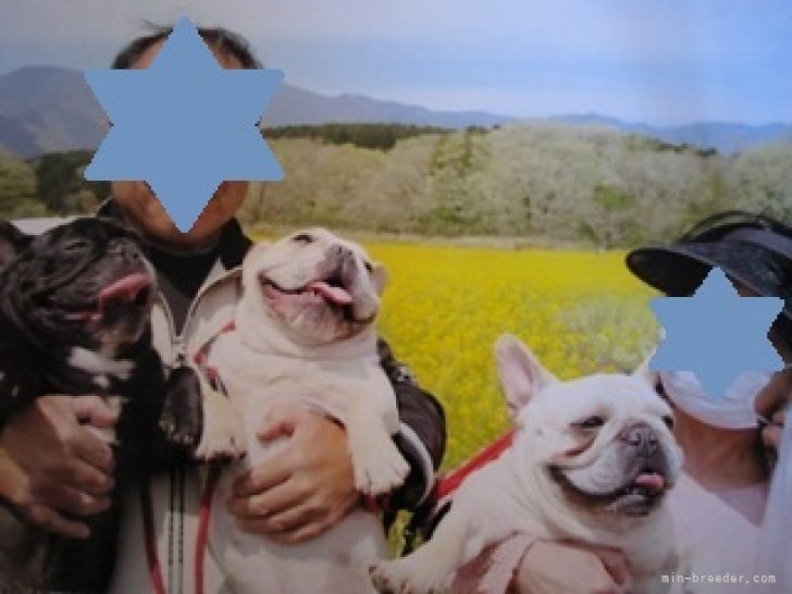 西村　典子(にしむら　のりこ)ブリーダー(静岡県・フレンチブルドッグなど・JKC登録)の紹介写真1