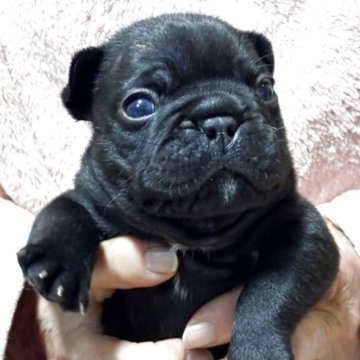 フレンチブルドッグ【静岡県・女の子・2025年11月25日・ブリンドル】の写真「父親はＪＫＣチャンピオンです！」