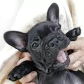 フレンチブルドッグ【静岡県・女の子・2025年2月4日・ブリンドル】の写真5「きれいな毛並みです。」