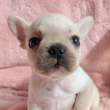 フレンチブルドッグ【静岡県・女の子・2024年9月8日・クリーム】の写真「父親はＪＫＣ・ＣＨ 　こぶりで可愛い女の子です！」