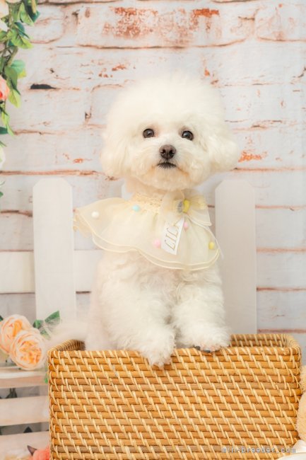 ビションフリーゼ【・女の子・2020年12月3日・ホワイト】「初めてプロに写真を撮ってもらって緊張気味なリリママ」