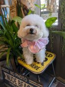 ビションフリーゼ【・女の子・2020年12月3日・ホワイト】「普段は皆さんのお家の子同様、ドッグカフェにもドッグランにも旅行にも行きます！」