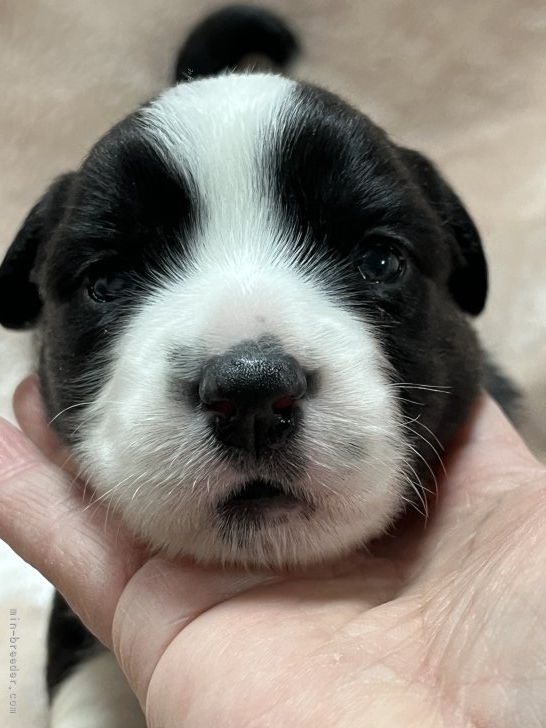 須藤ひろ子ブリーダーのブログ：おめめが開きました！