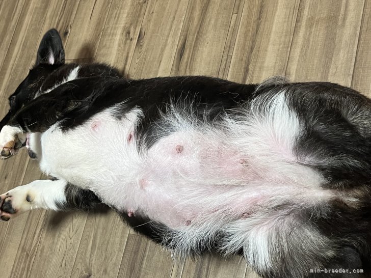 須藤ひろ子ブリーダーのブログ：もうすぐ出てくるよ！