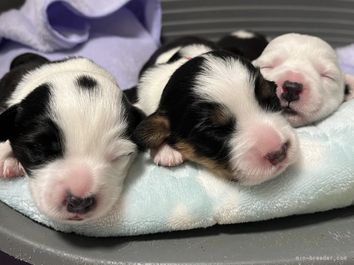 須藤ひろ子ブリーダーのブログ：だいぶ安定してきました。