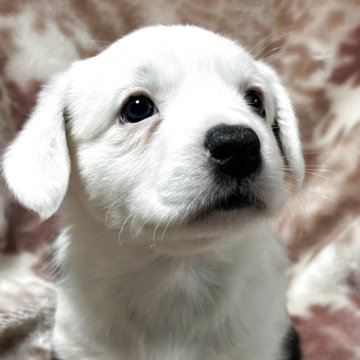 ウェルシュ・コーギー・カーディガン【埼玉県・女の子・2025年11月2日・ブラック&ホワイトブリンドルポイント】の写真「白い顔がかわいい元気な子」