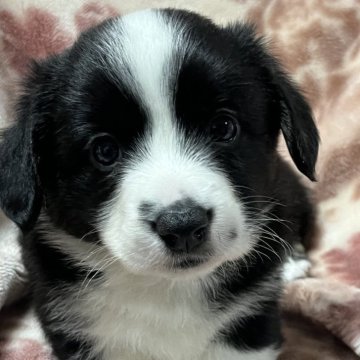 ウェルシュ・コーギー・カーディガン【埼玉県・男の子・2025年11月2日・ブラック&ホワイトブリンドルポイント】の写真「正統派のイケメンの僕」