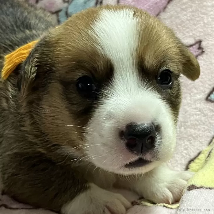 ID：2409-08247の子犬