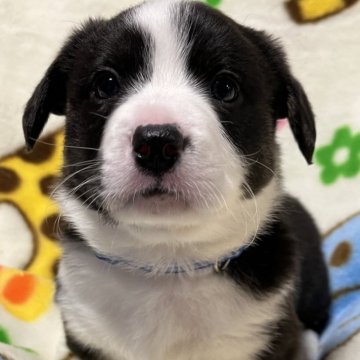 ウェルシュ・コーギー・カーディガン【埼玉県・男の子・2023年11月25日・ブラック&ホワイトブリンドルポイント】の写真「ハンサム顔とはうらはらな天然ちゃん」