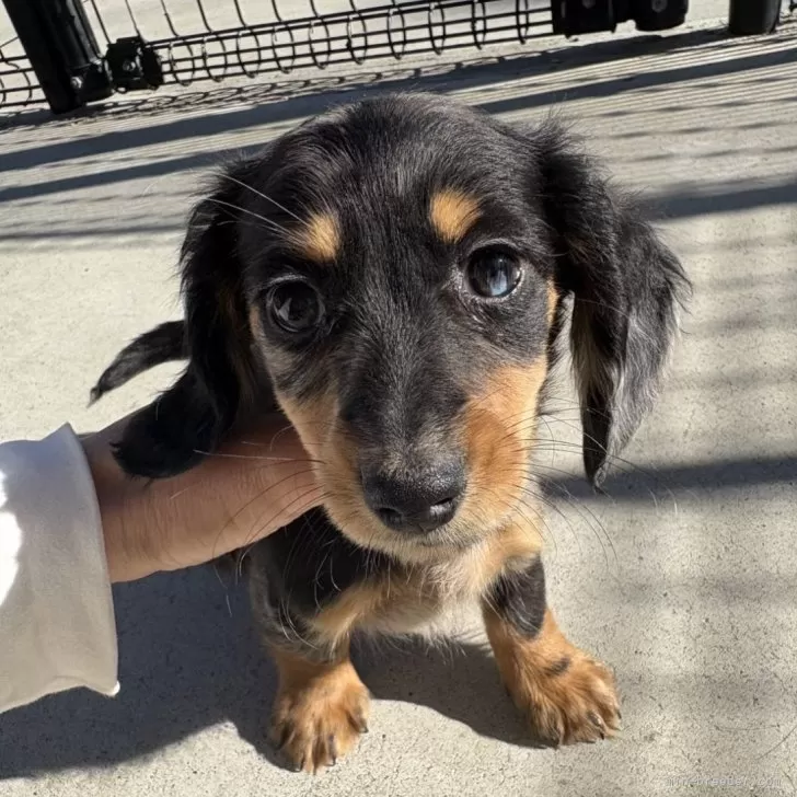 ID:2412-01449の子犬