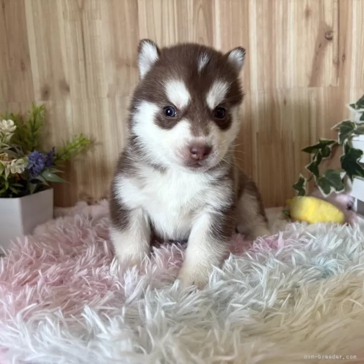 ID:2503-01123の子犬