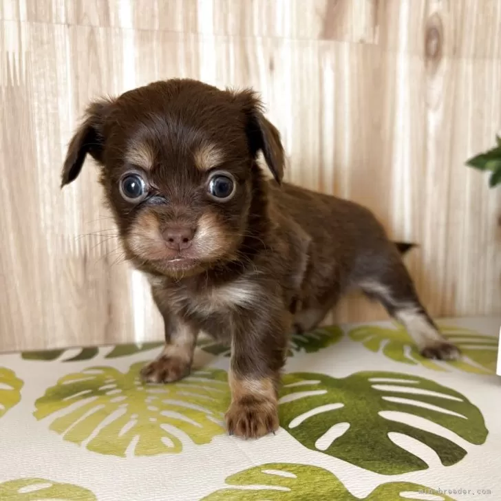 ID:2504-04263の子犬