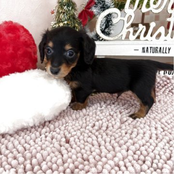 ミニチュアダックスフンド(ロング)【埼玉県・男の子・2025年10月18日・ブラックタン】の写真「やんちゃBOY🤎」