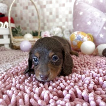 カニンヘンダックスフンド(ロング)【埼玉県・女の子・2025年10月18日・チョコレートタン】の写真「人気のチョコタン女子🤎」