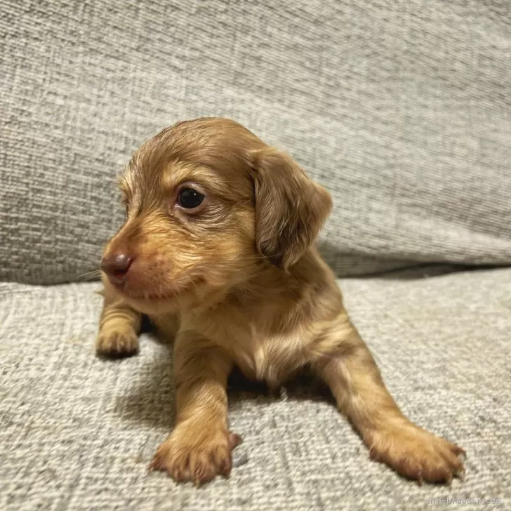 ID:2408-01875の子犬