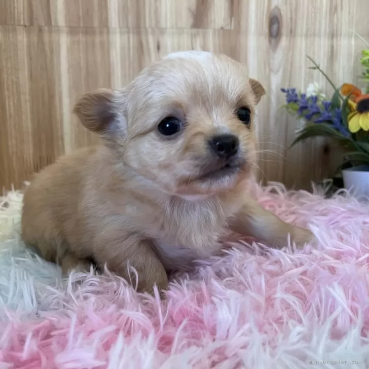 ID：2402-02825の子犬