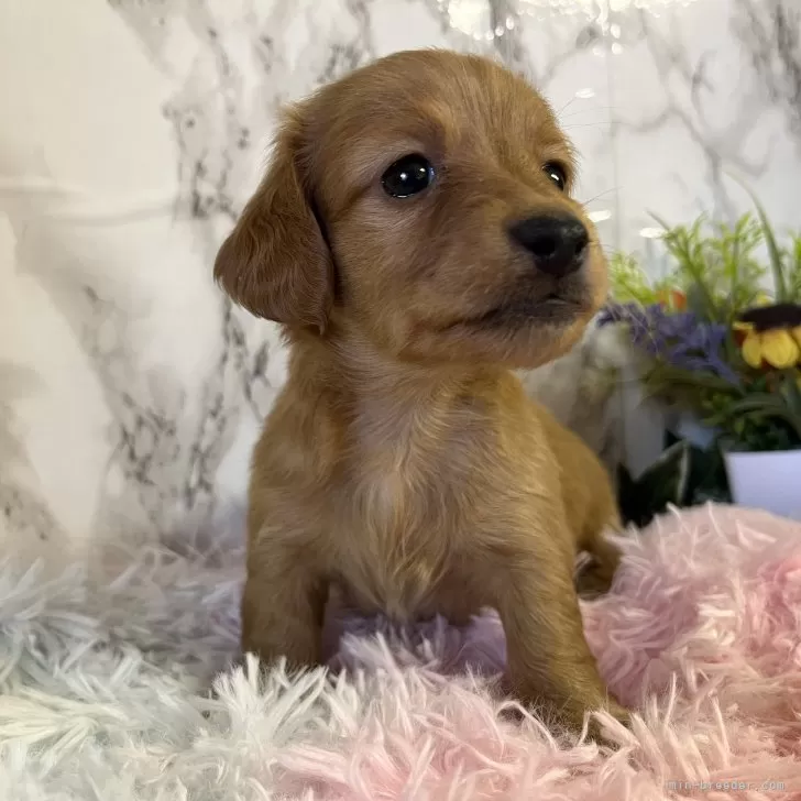 ID:2402-00161の子犬