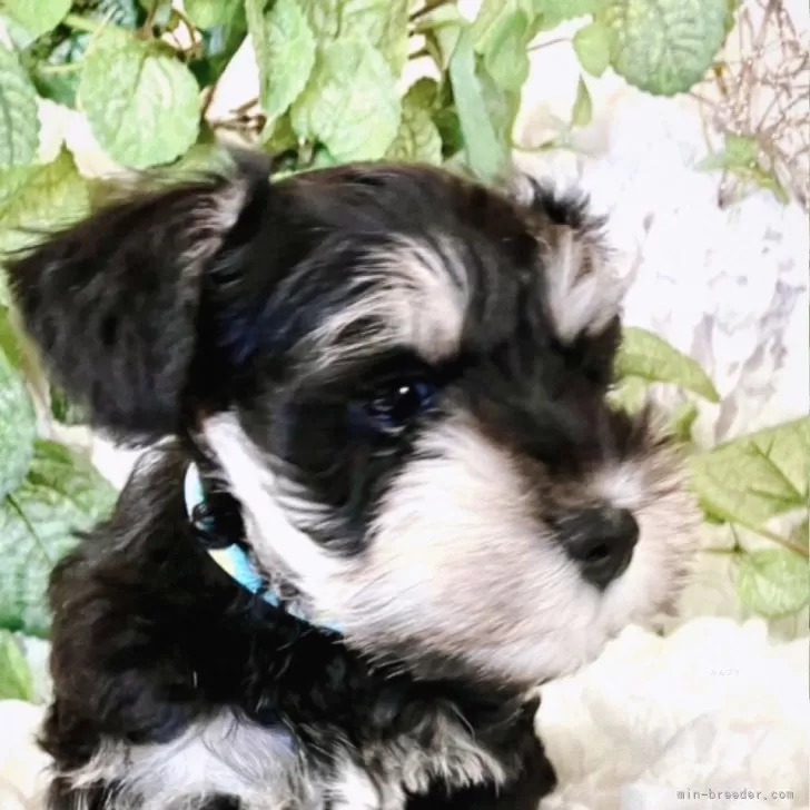 ID：2501-05513の子犬